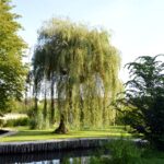 Saule pleureur au milieu d'un jardin avec d'autres arbres et un cours d'eau