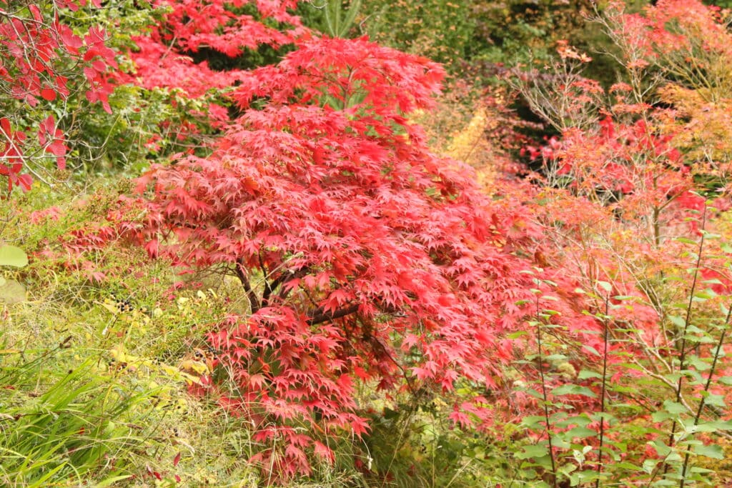 érable du japon Arbuste à feuilles rouges , l'érable du japon au milieu d'autres arbustes