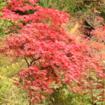 Arbuste à feuilles rouges , l'érable du japon au milieu d'autres arbustes