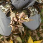 gros plan vue du dessus de mains tenant des feuilles sèches d'automne