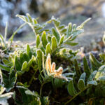 Plantes gelées