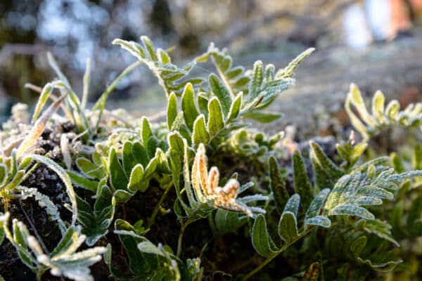 Plantes gelées
