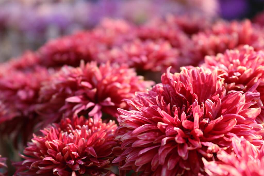 Chrysanthème Gros plan sur des Chrysanthèmes roses