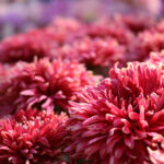 Gros plan sur des Chrysanthèmes roses
