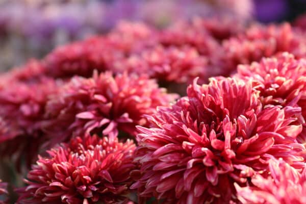 Gros plan sur des Chrysanthèmes roses
