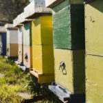 Ruches d'abeilles allignées