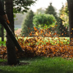 Feuilles en train de voler, soufflées par un jardinier en train de passer le souffleur